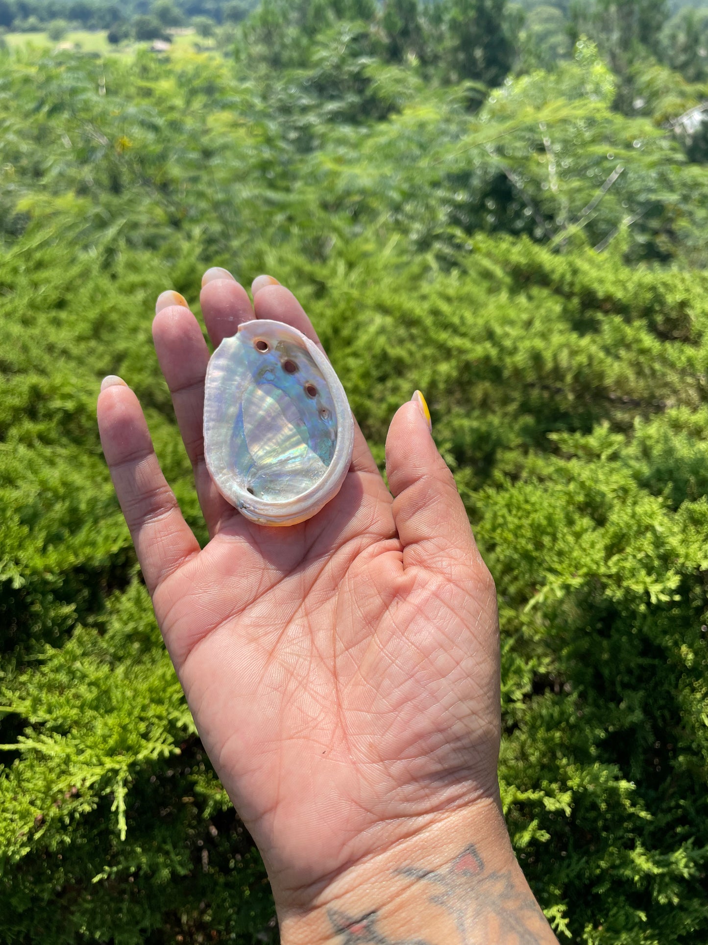 Abalone Shell-small